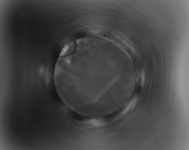 X0000087530236200705181036