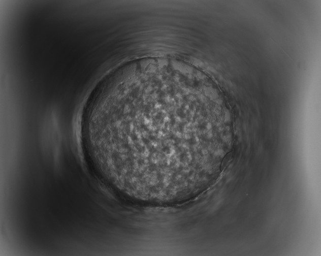 X0000087530242200705181035