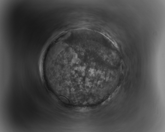 X0000087530245200705181035