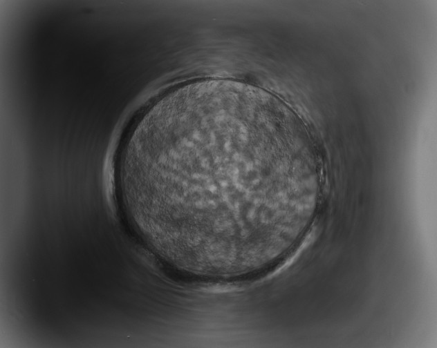 X0000087530246200705181035
