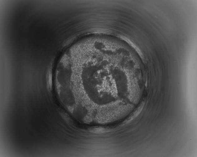 X0000087530253200705181036