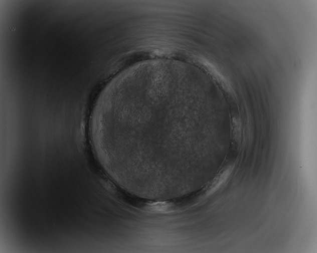 X0000087530269200705181036