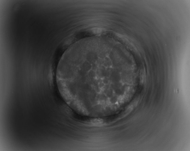X0000087530279200705181036