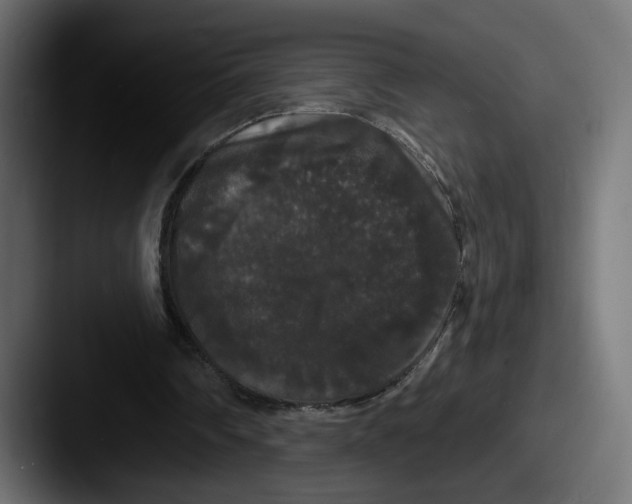 X0000087530290200705181035