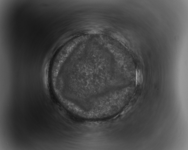 X0000087530291200705181035