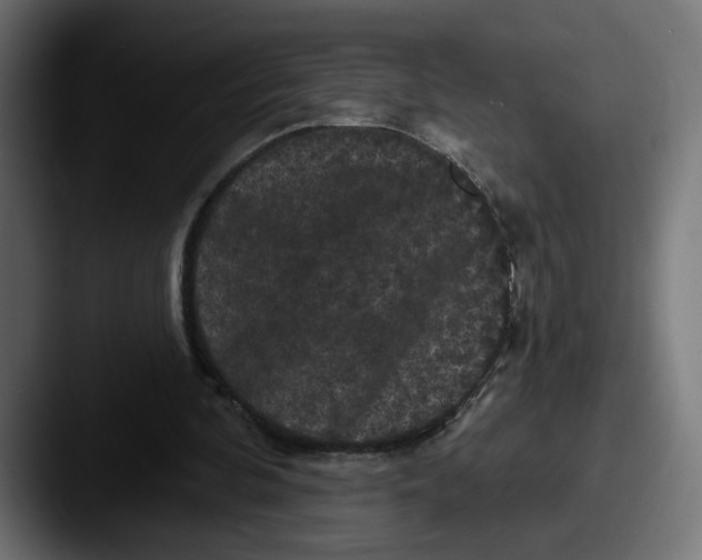 X0000087530292200705181035