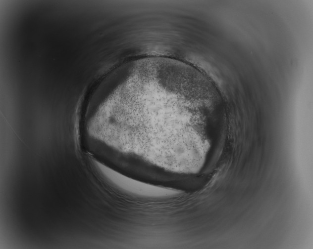 X0000087530299200705181035
