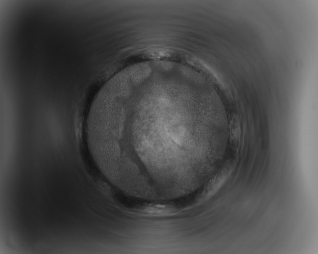 X0000087530315200705181035