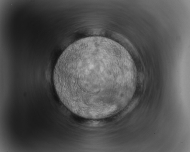 X0000087530326200705181035