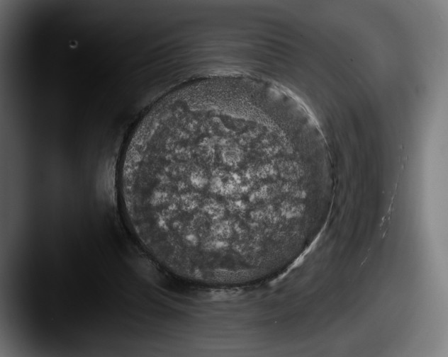 X0000087530345200705181034