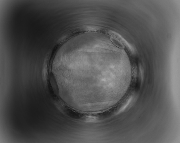 X0000087530352200705181034