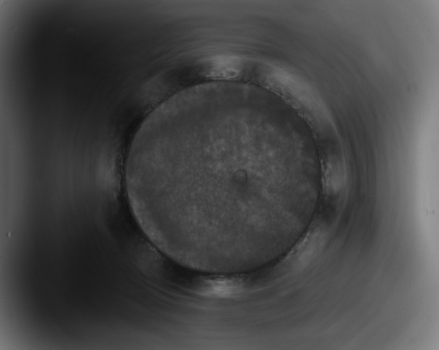 X0000087530370200705181035