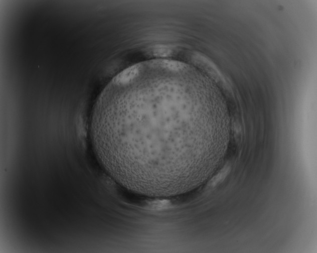 X0000087530374200705181035