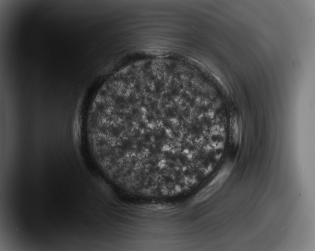 X0000087530404200705181034