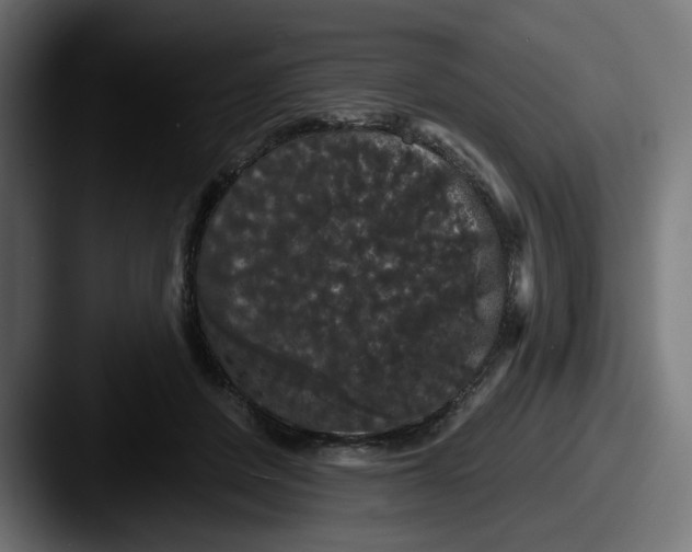 X0000087530408200705181034