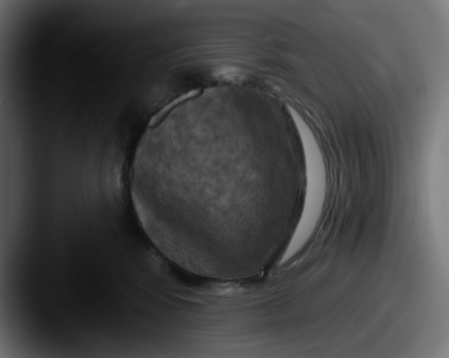 X0000087530424200705181034