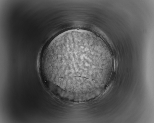 X0000087530435200705181033