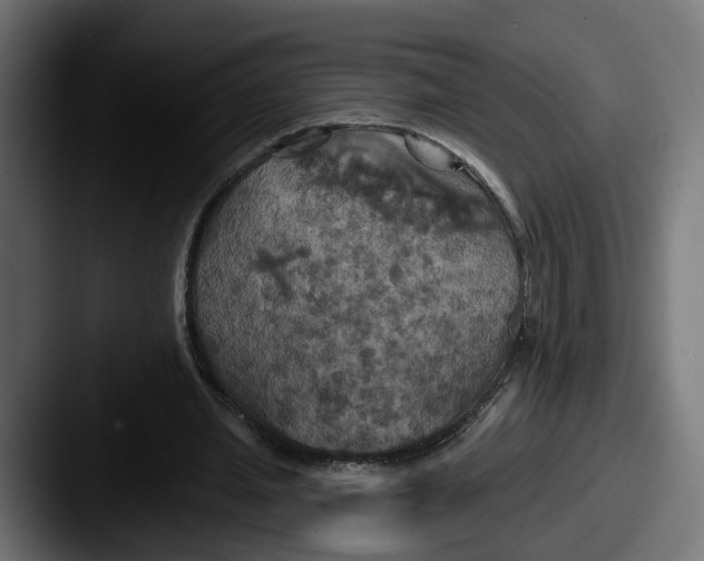 X0000087530437200705181033