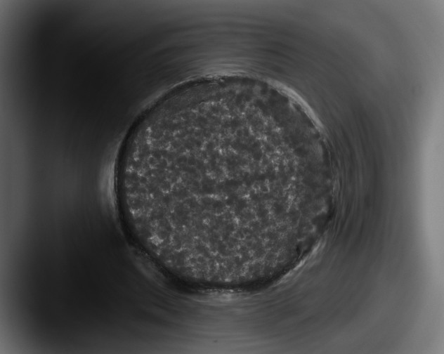 X0000087530439200705181033