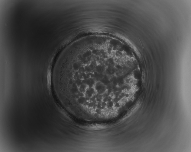 X0000087530445200705181033