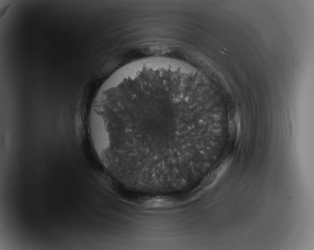 X0000087530460200705181033