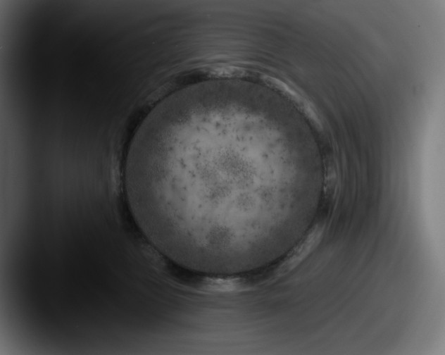 X0000087530469200705181034
