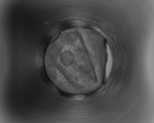 X0000087530474200705181034