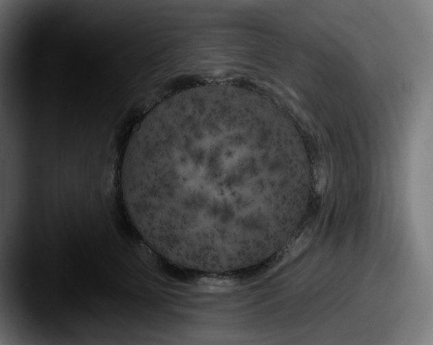 X0000087530515200705181033