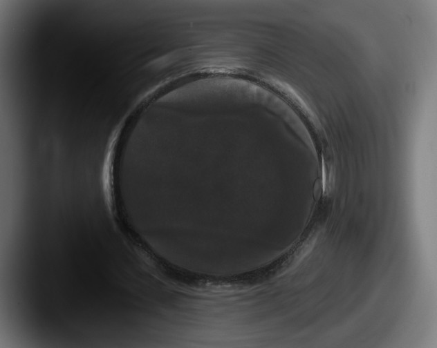 X0000087530531200705181032