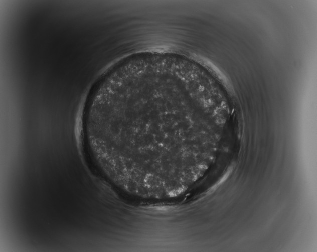 X0000087530532200705181032