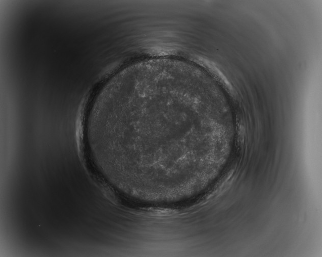 X0000087530539200705181032