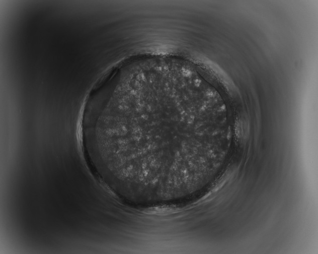 X0000087530540200705181032