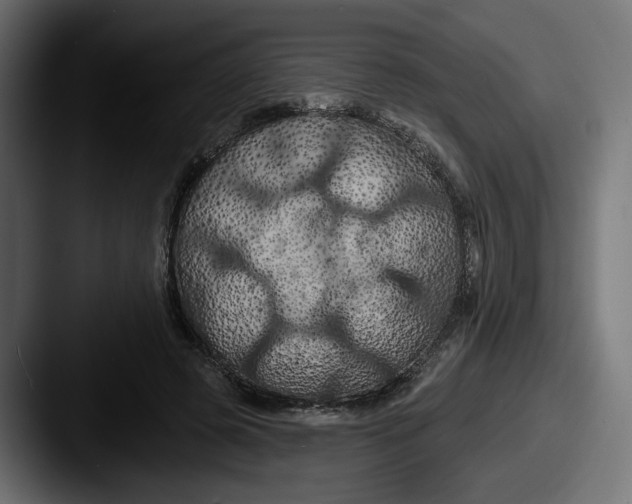 X0000087530545200705181032