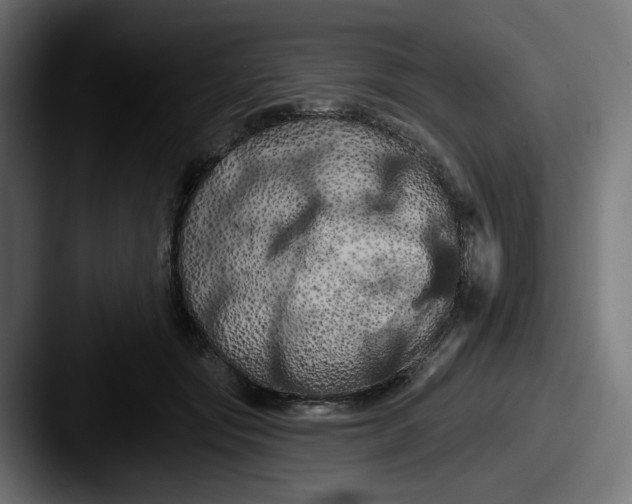 X0000087530557200705181032
