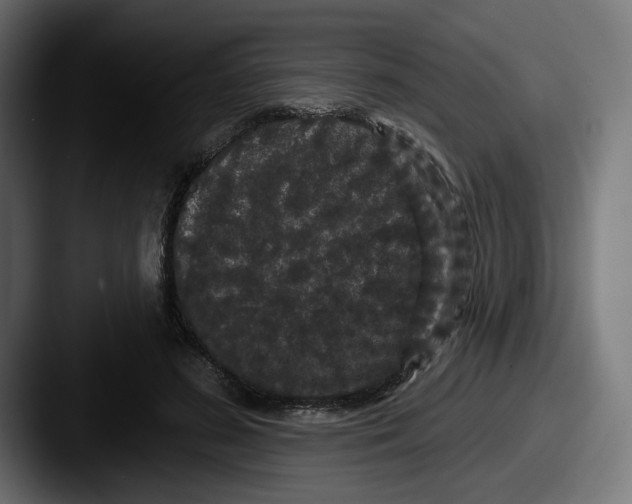 X0000087530596200705181032