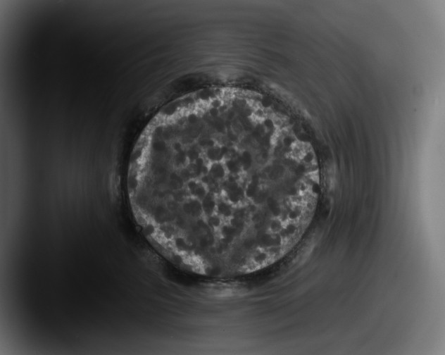 X0000087530615200705181032