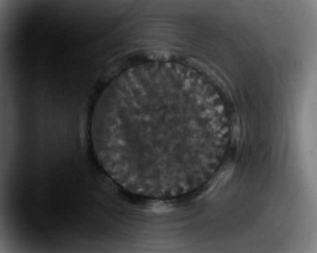 X0000087530616200705181032