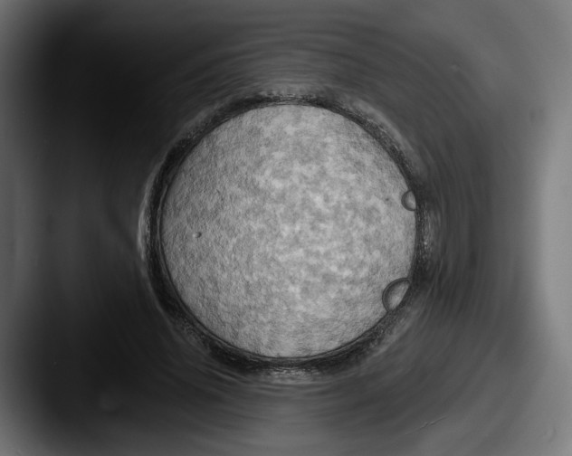 X0000087530636200705181031