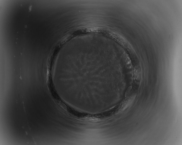 X0000087530648200705181031