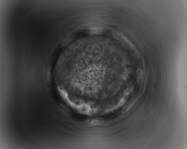 X0000087530655200705181031