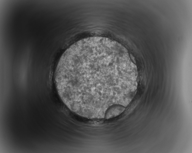 X0000087530660200705181031