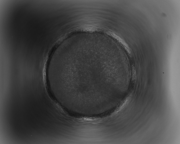 X0000087530681200705181031