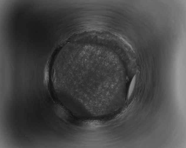 X0000087530685200705181031