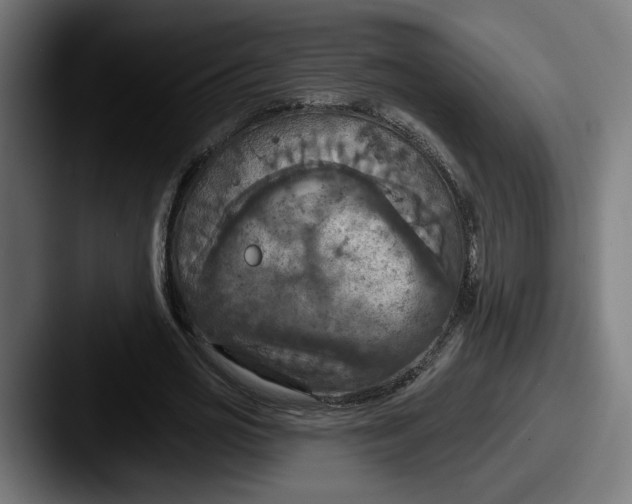 X0000087530725200705181030