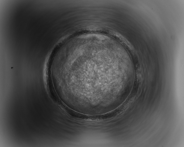 X0000087530727200705181030