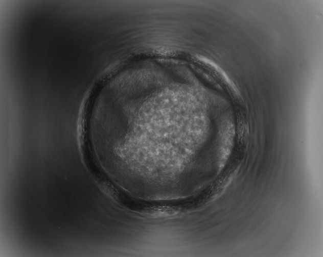 X0000087530736200705181030