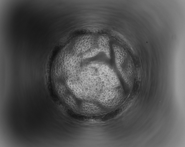 X0000087530737200705181030