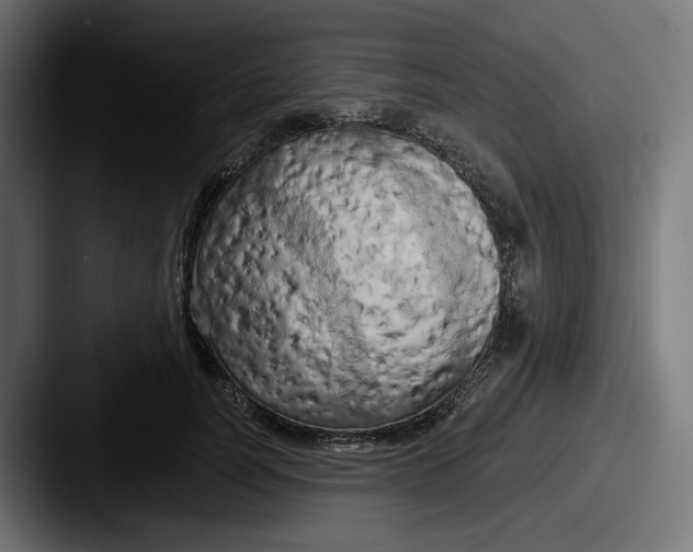 X0000087530746200705181030