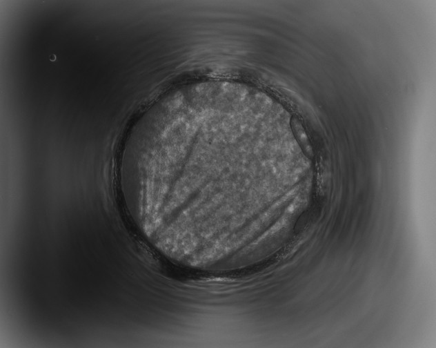 X0000087530748200705181030