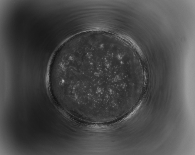 X0000087530780200705181030